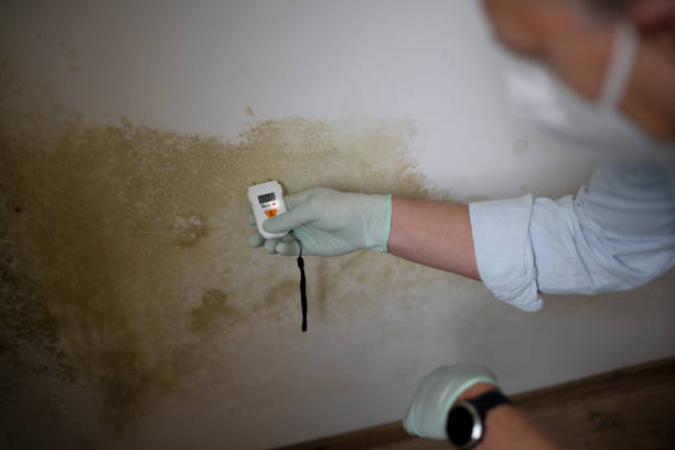 Best Black Mold Removal  in Chauvin, LA